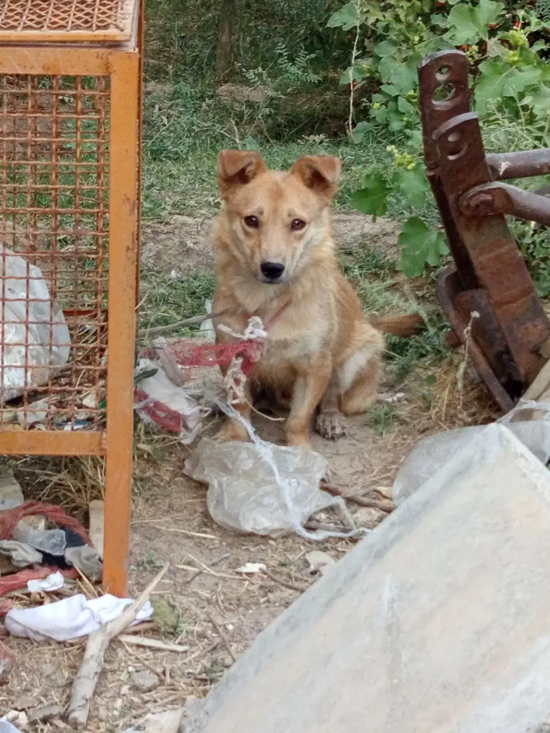 پامر روباهی|سگ|دورود, |دیوار