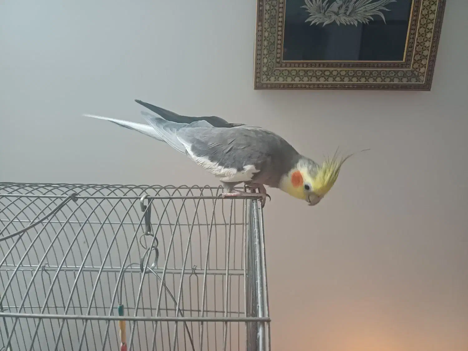 عروس هلندی نر سخنگو|پرنده|تهران, زاهد گیلانی|دیوار