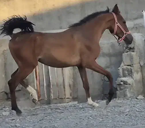 فروش سه راس اسب یک ترکمن دو عرب|اسب و تجهیزات اسبسواری|رباطکریم, انجم آباد|دیوار