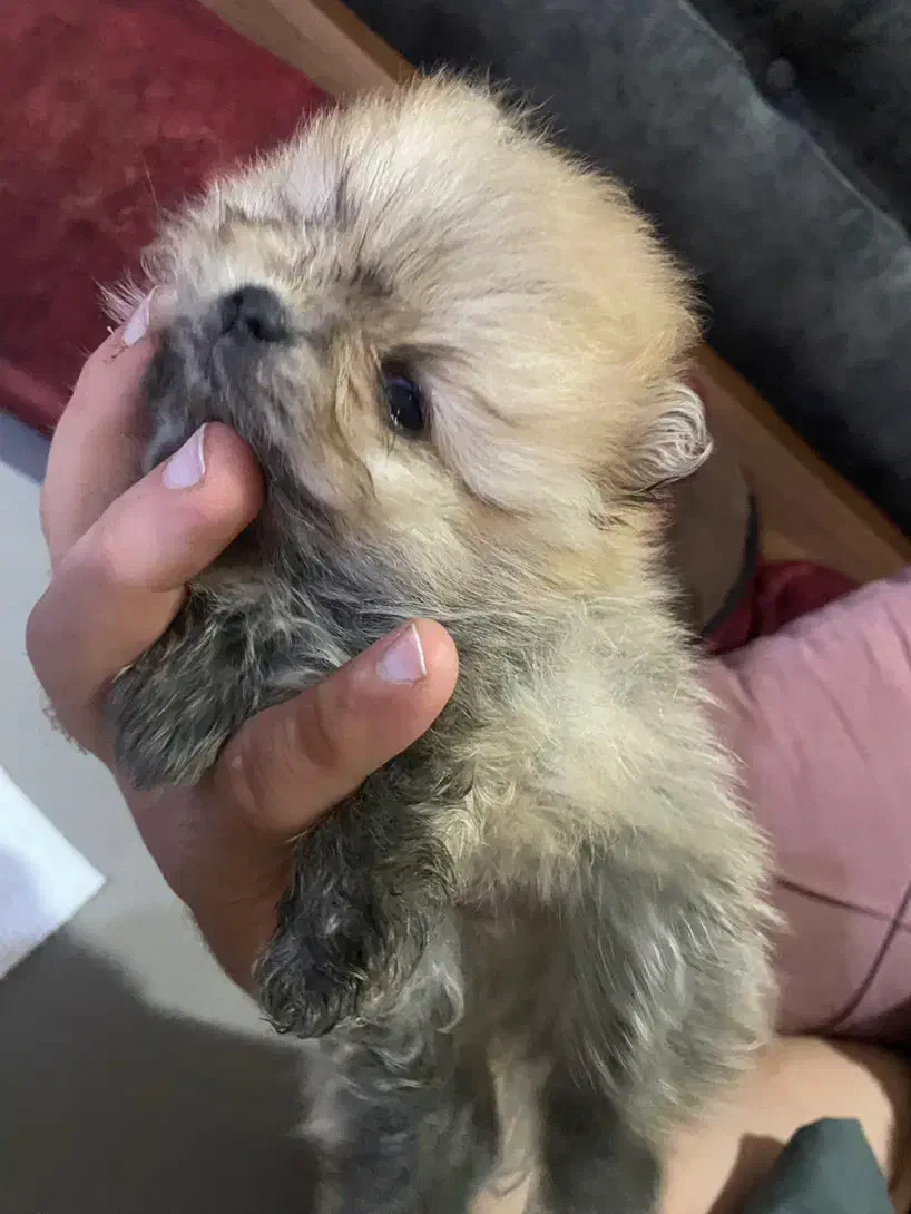 توله پامرانین|سگ|فردیس, فردیس|دیوار