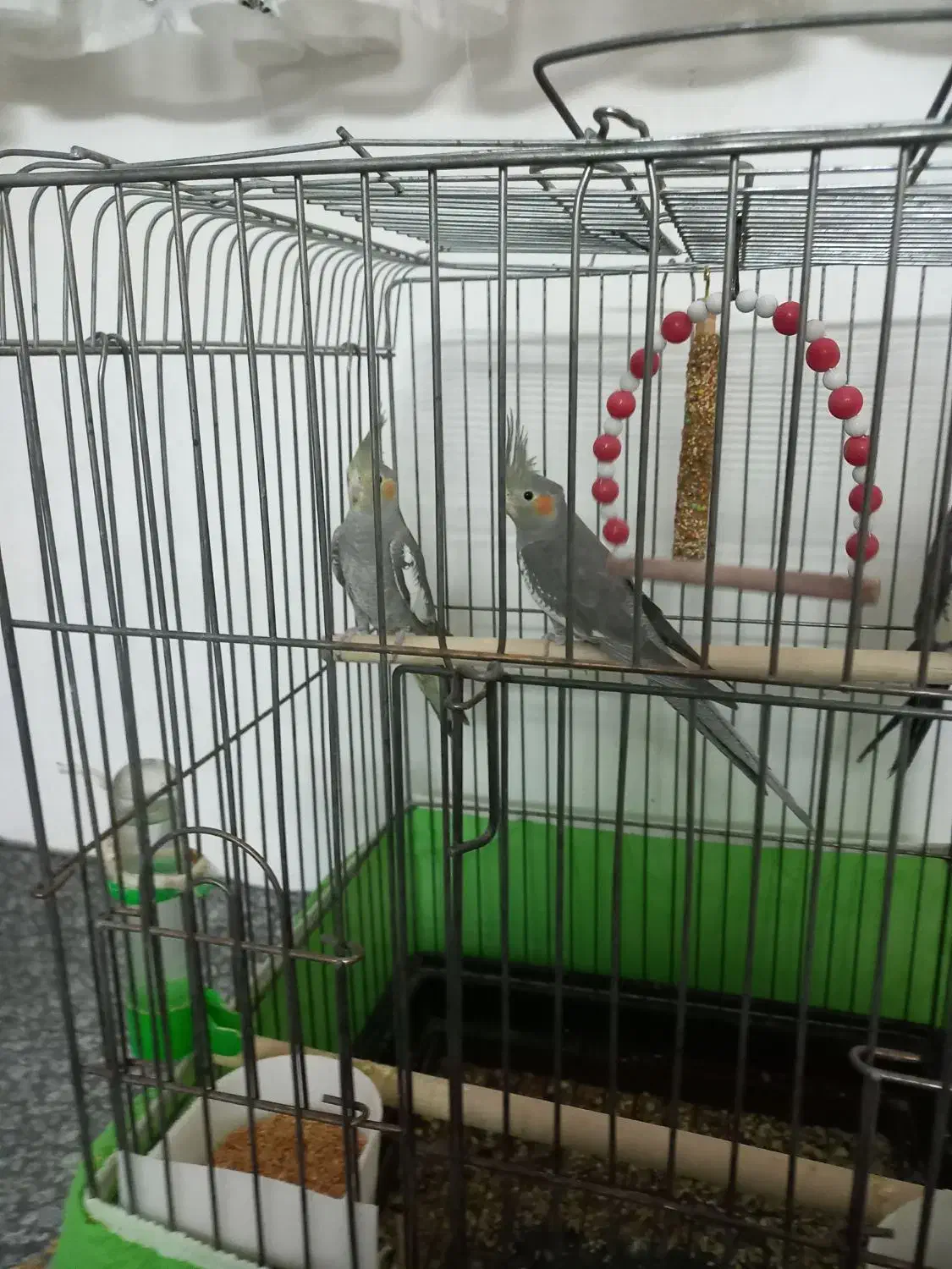 باسلام عروس هلندی نر وماده سالم وسرحال دستی نیست|پرنده|ایجرود, |دیوار