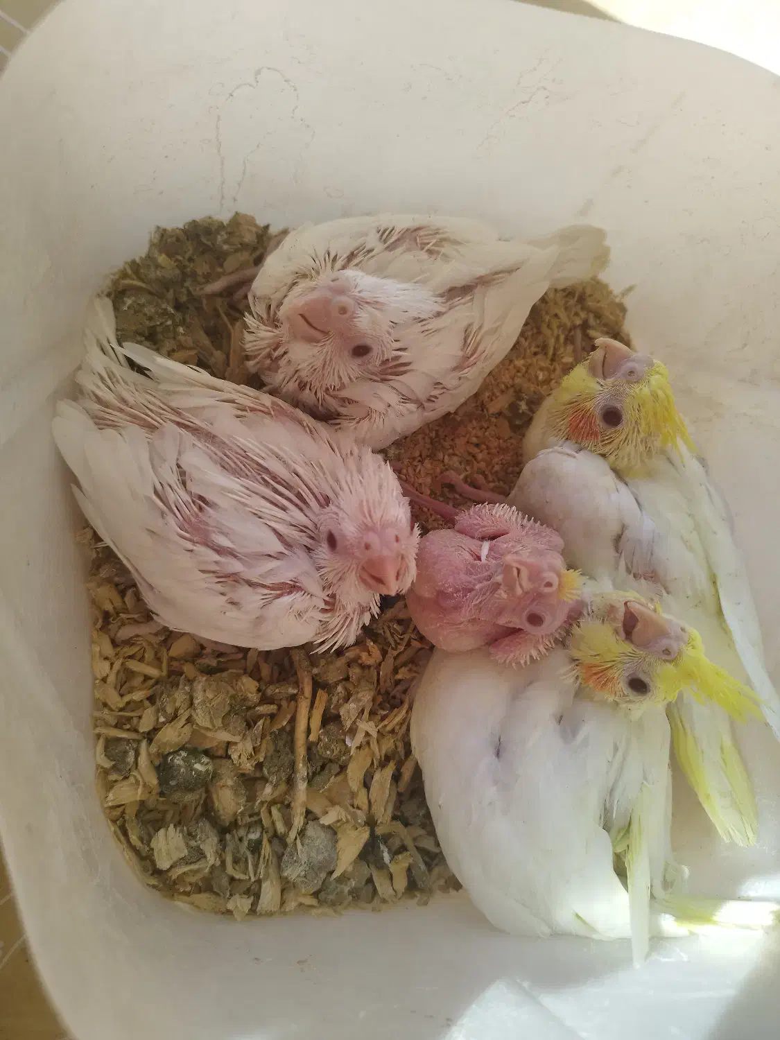 عروس هلندی|پرنده|کازرون, |دیوار