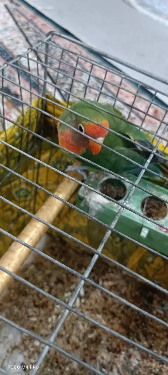 طوطی برزیلی|پرنده|رباطکریم, مسکن مهر آبشناسان|دیوار