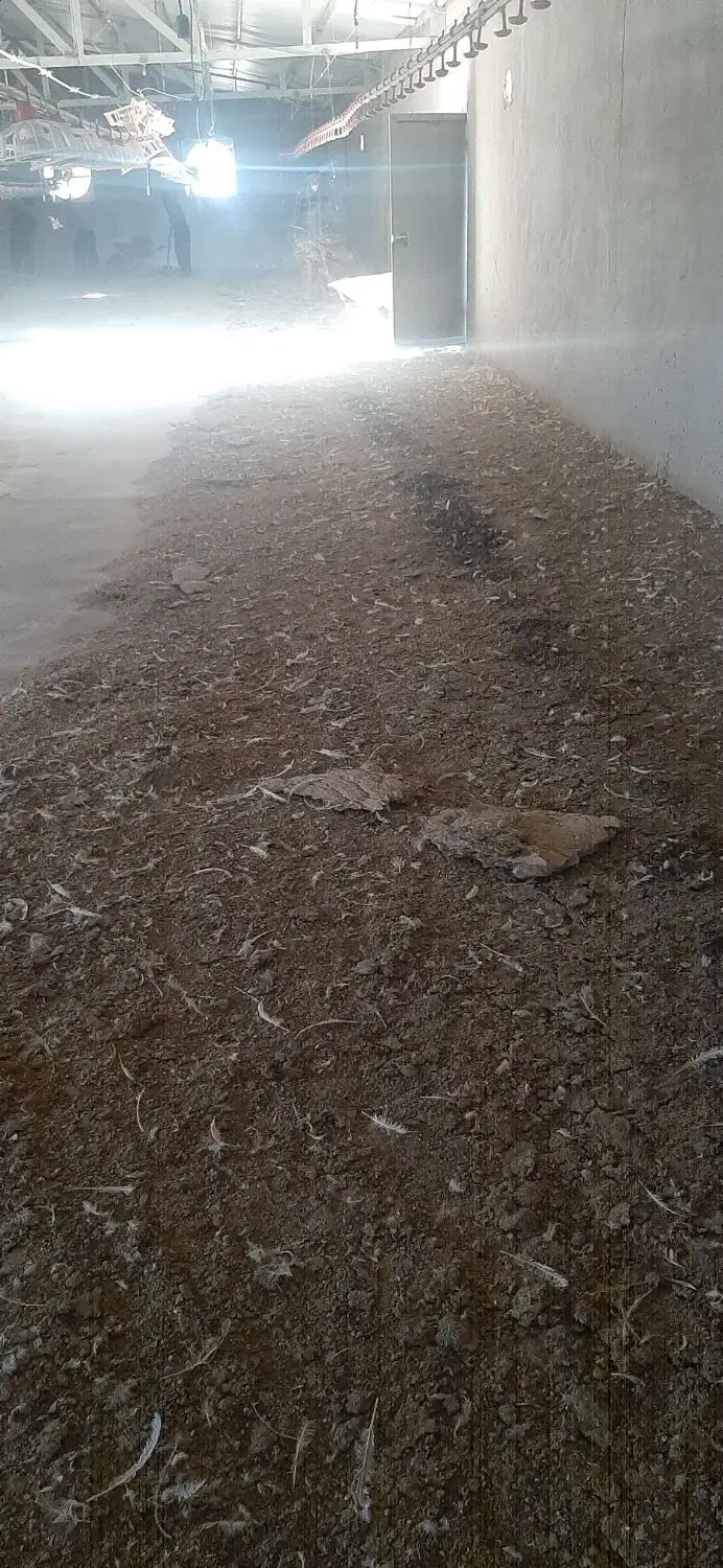 کود مرغی|خدمات باغبانی و درختکاری|سرپل ذهاب, |دیوار