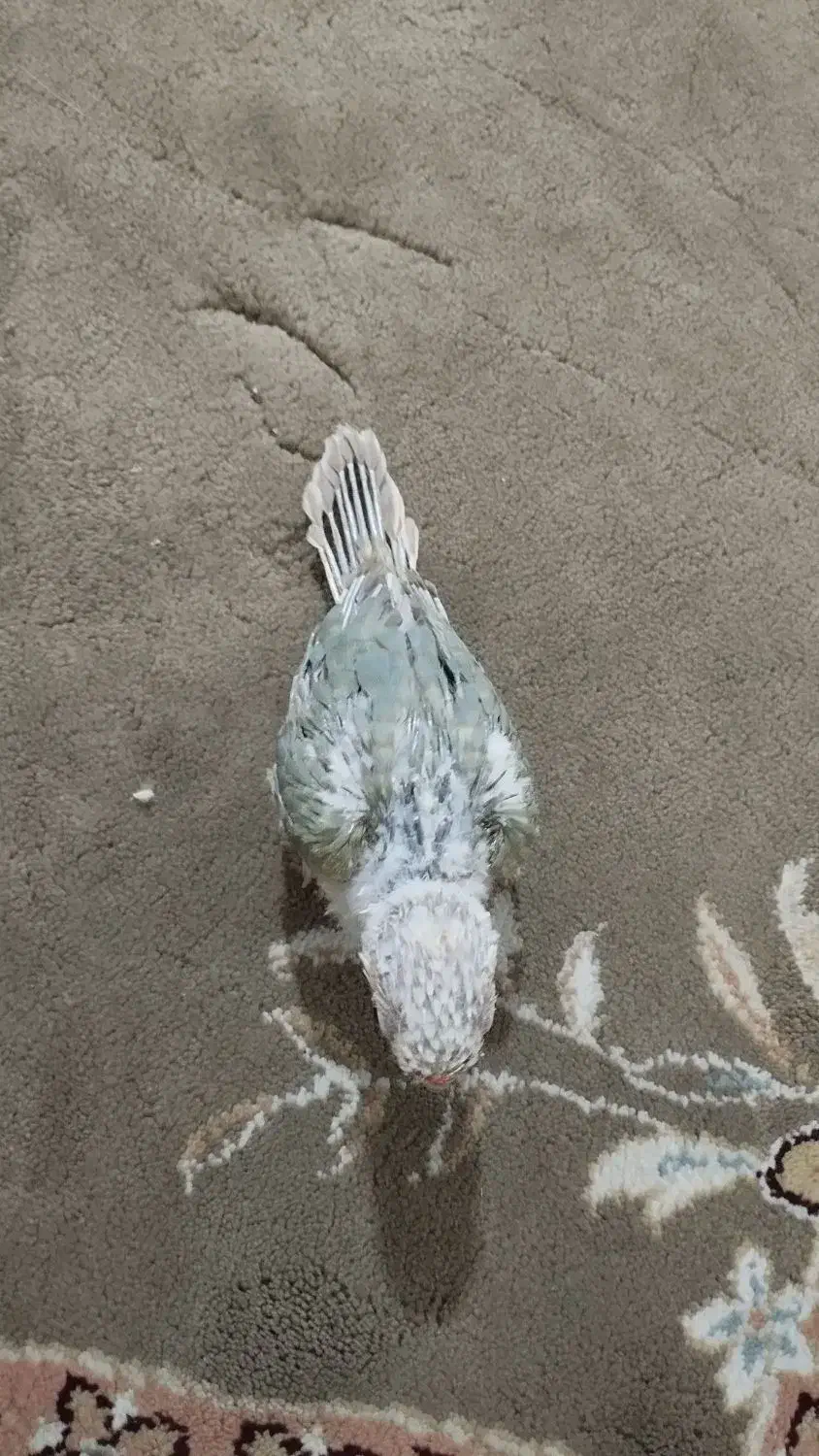 جوجه گرینچیک دبل رد|پرنده|مشهد, ابوذر|دیوار