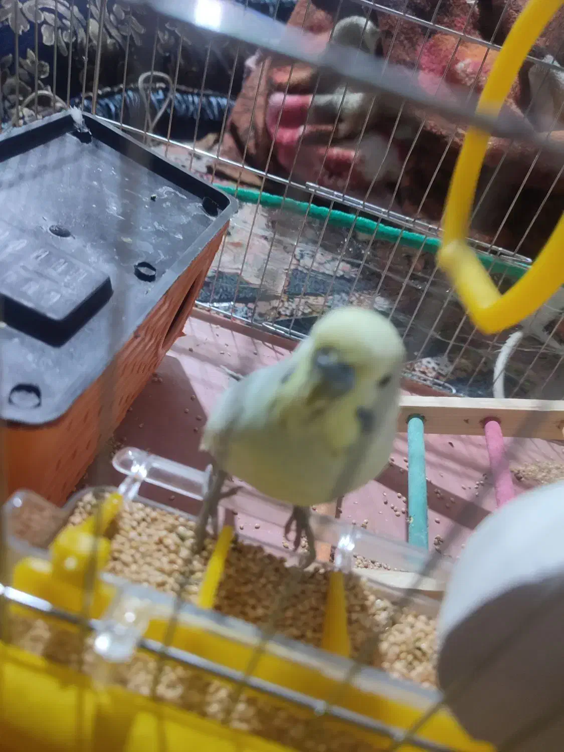 دو عدد مرغ عشق نر ماده|پرنده|جیرفت, |دیوار