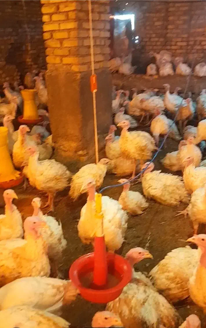 بوقلمون گوشتی  بیوتی شیش 100 روزه|حیوانات مزرعه|سبزوار, ابارش|دیوار