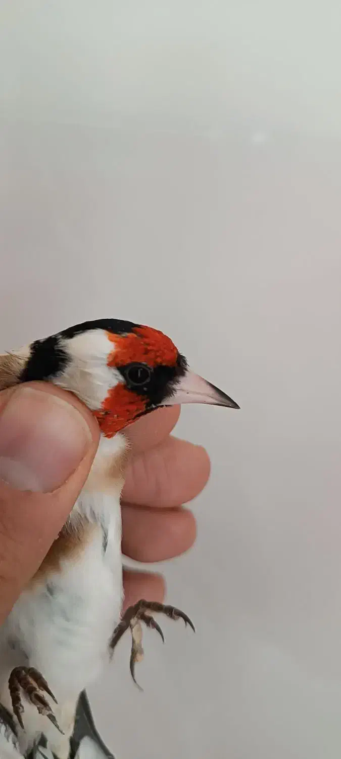 سهره گل بلند درشت و کشیده|پرنده|خرمدره, |دیوار