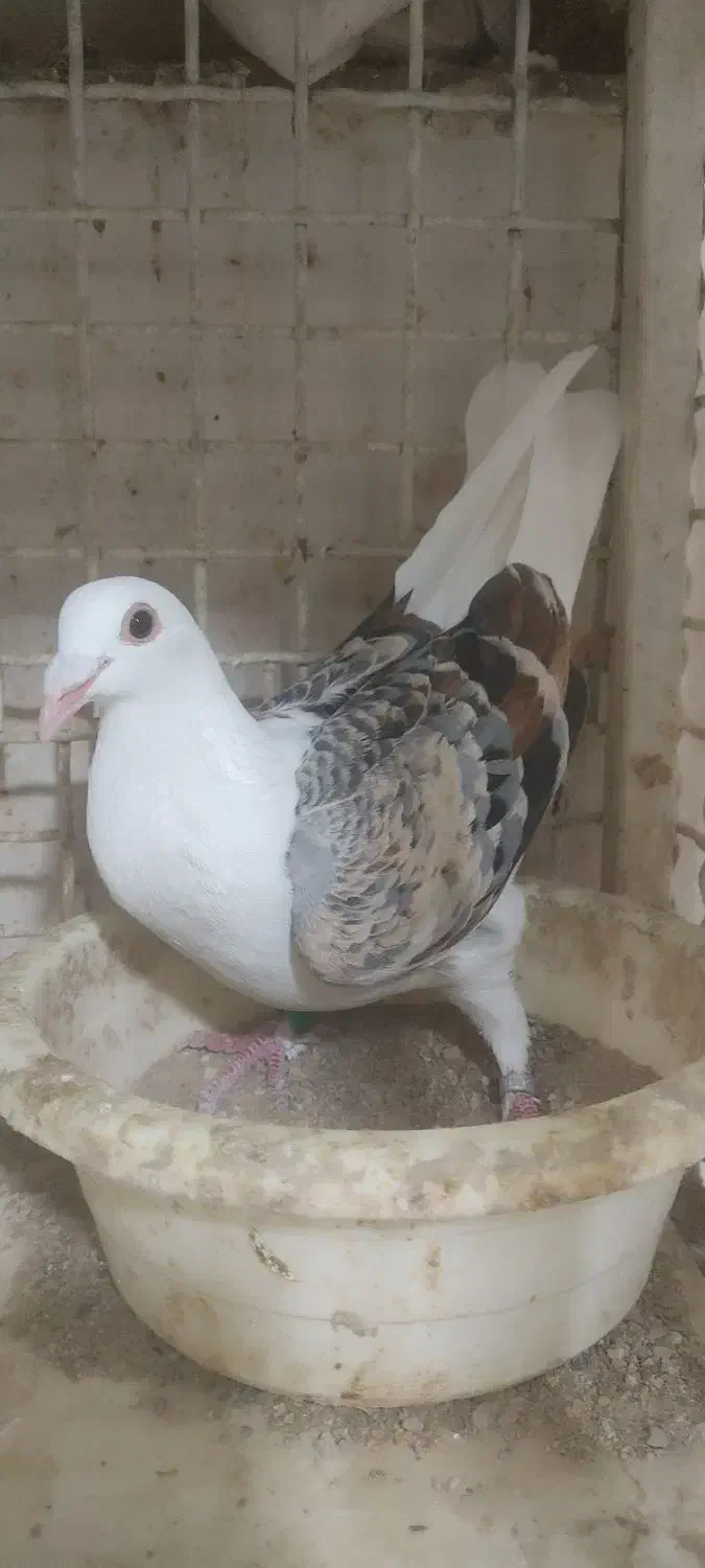 هفترنگ|پرنده|گنبد کاووس, |دیوار