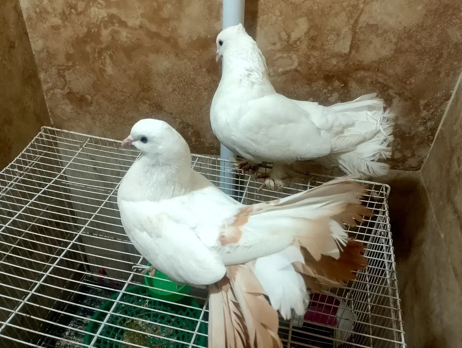 یک جفت کفتر دم چتری|پرنده|مشهد, بلال|دیوار