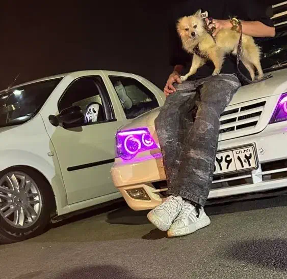 سگ پامرین|سگ|مشهد, فدک|دیوار