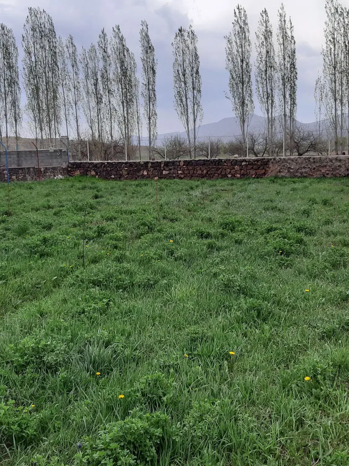 علوفه|حیوانات مزرعه|انزل, |دیوار