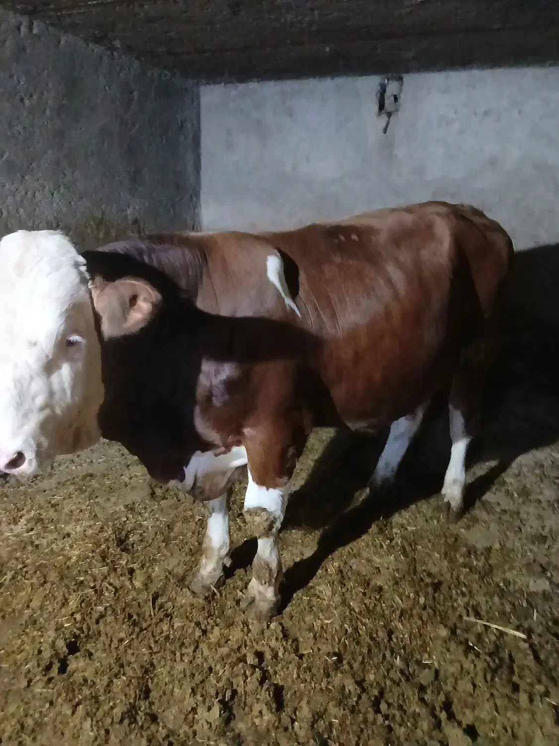 گوساله‌ی نر سیمینتال|حیوانات مزرعه|چنارود, |دیوار