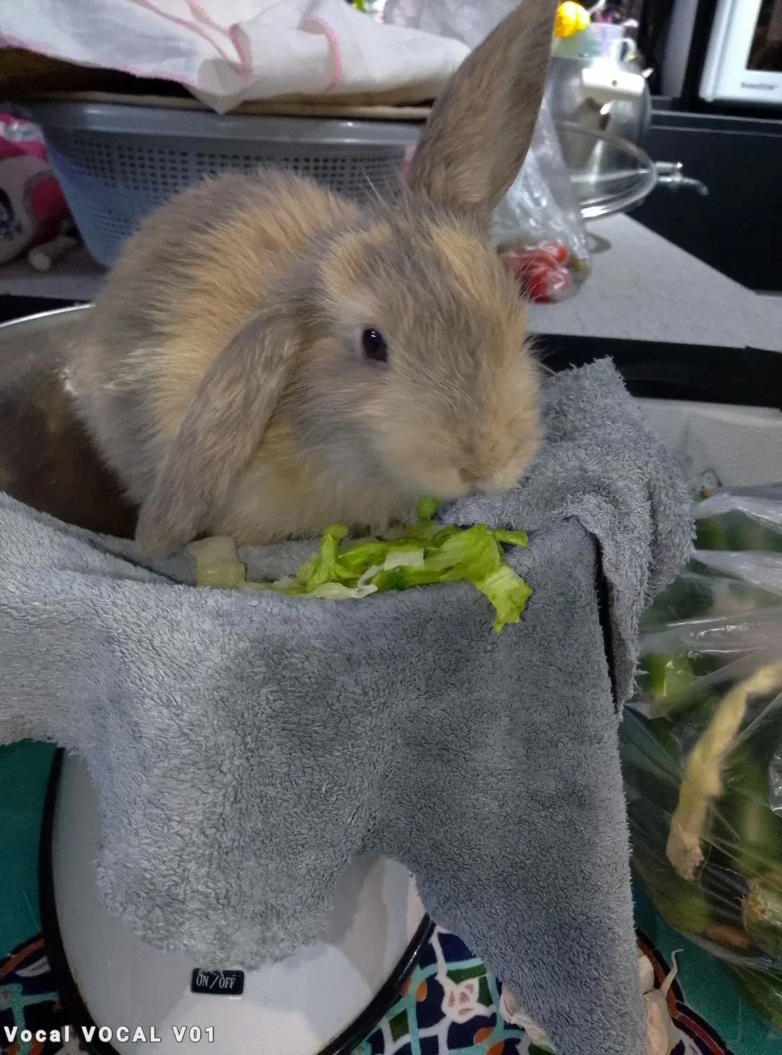 خرگوش گوش گوش بلند|موش و خرگوش|تهران, سبلان (لشگر)|دیوار