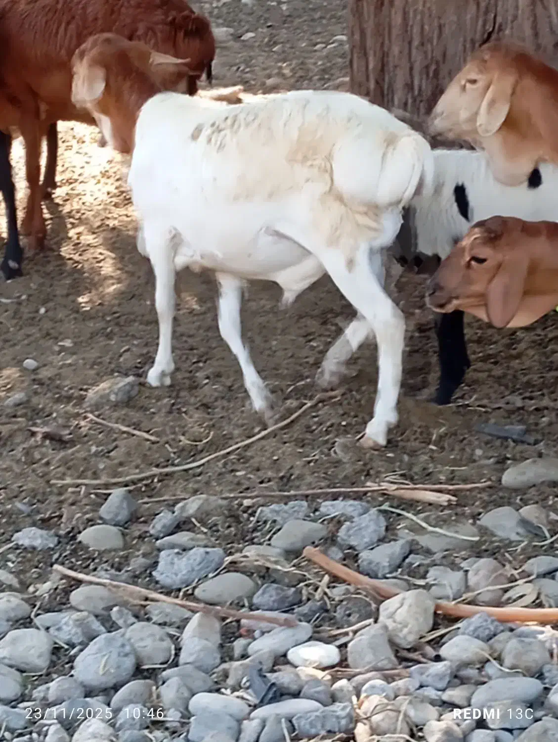 سلام تعدادی بره خوچ سمالی|حیوانات مزرعه|بند زرک, |دیوار