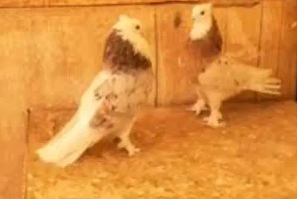 نر پیس|حیوانات|اصفهان, ملکشهر|دیوار