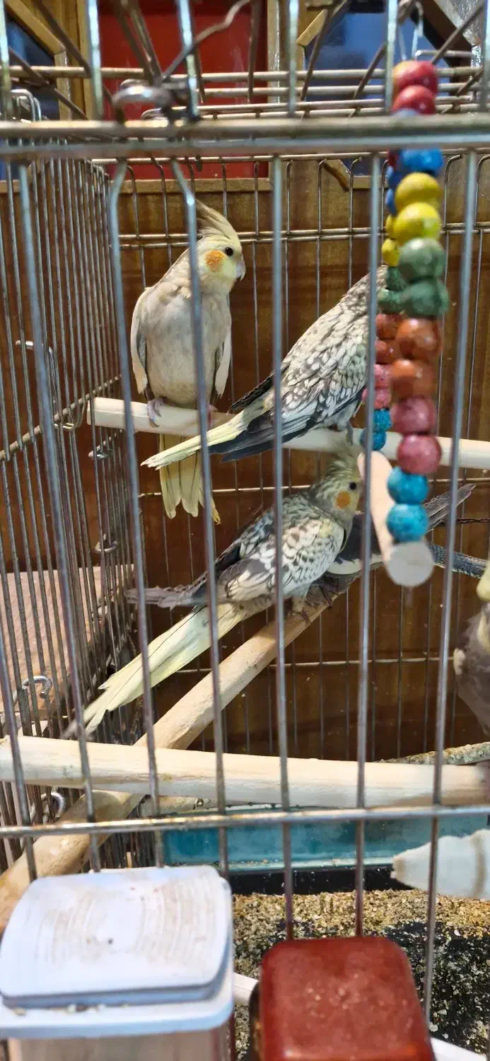 عروس هلندی|پرنده|اصفهان, باغ زیار|دیوار