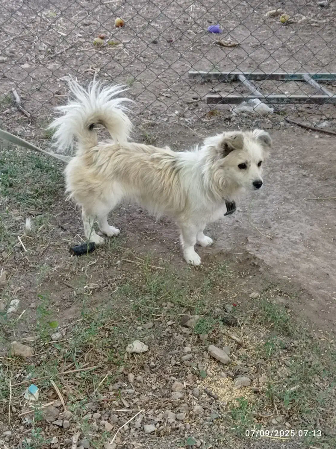 سگ پاکوتاه دزدیده گم شده|سگ|زنجان, |دیوار