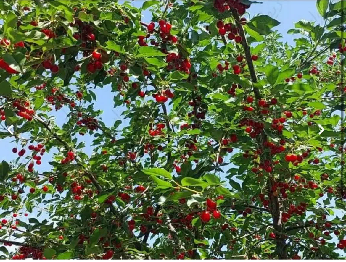شراکت در عطاری|فعالیت داوطلبانه|تهران, سازمان برنامه جنوبی|دیوار
