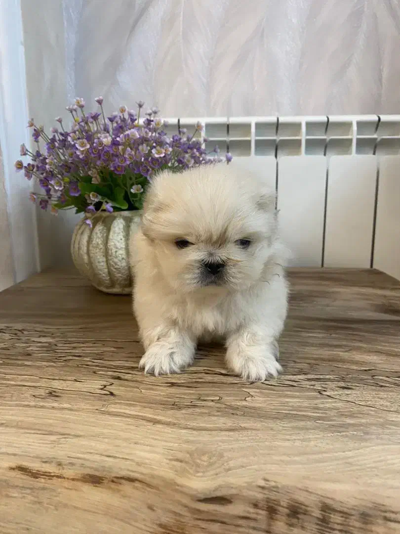 پکینیز امپریال سفید سایز ریز|سگ|رشت, لاکانی|دیوار