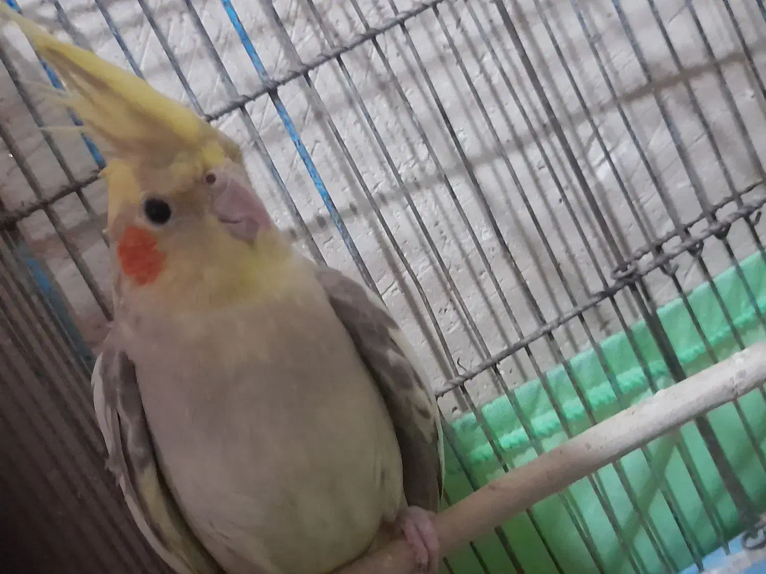 عروس هلندی|پرنده|ساوه, |دیوار