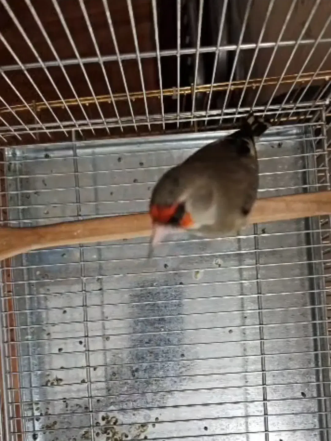 سهره دورگ زاغ استان فارس|پرنده|شیراز, خلدبرین|دیوار