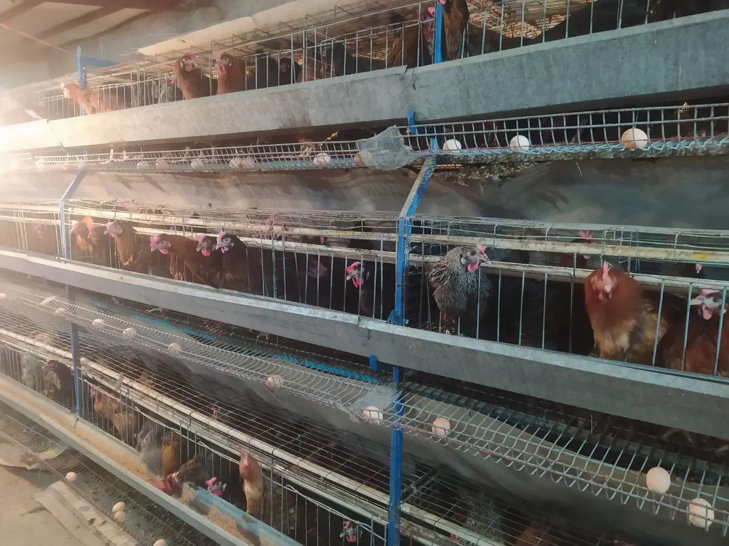 قفسە|لوازم جانبی حیوانات|مریوان, |دیوار