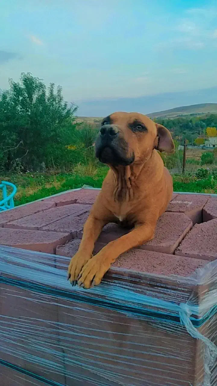 پیتبول ماده|سگ|صوفیان, |دیوار