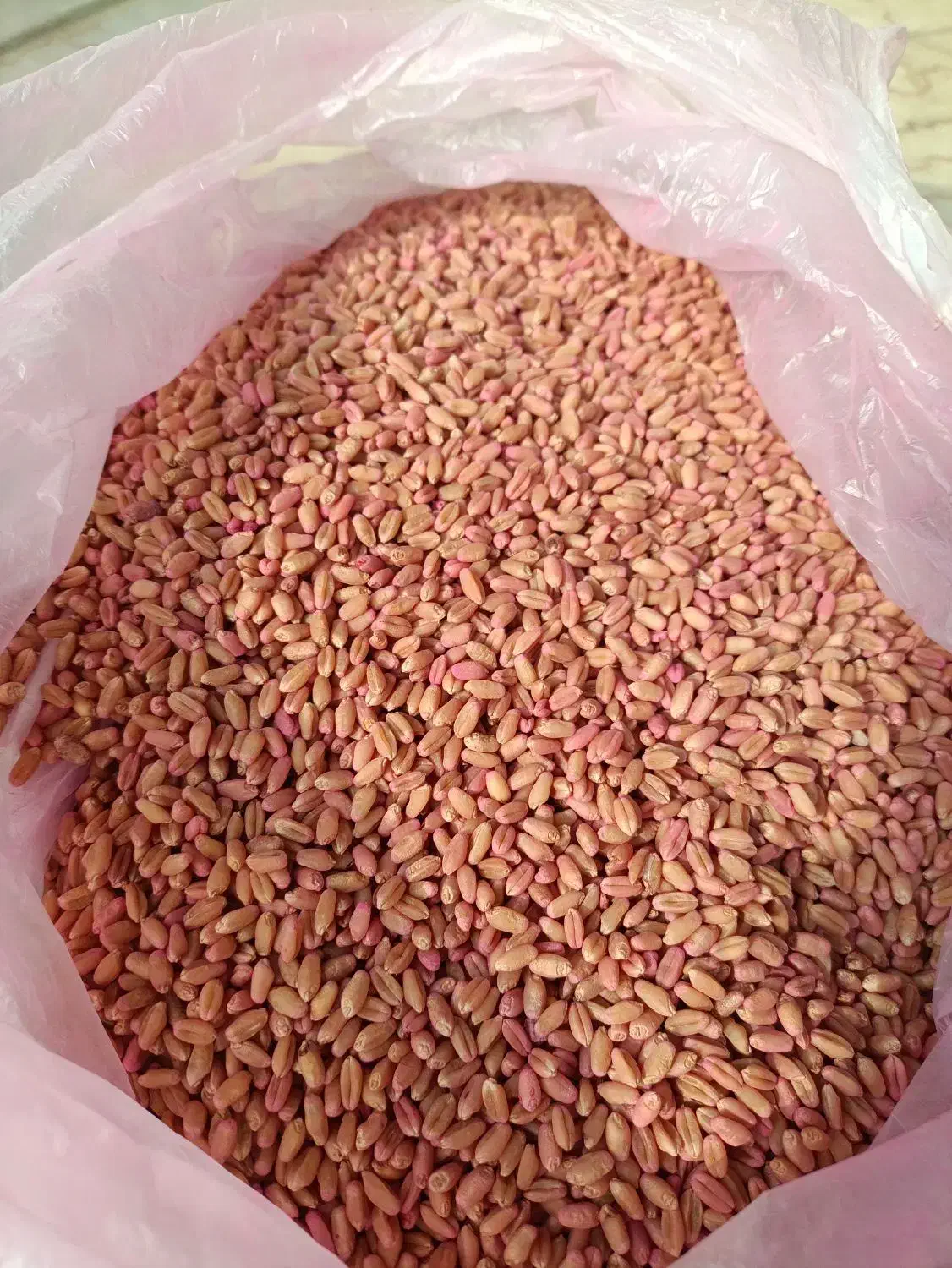 گندم اوبا برای کاشت زمین|گل و گیاه طبیعی|گنبد کاووس, |دیوار