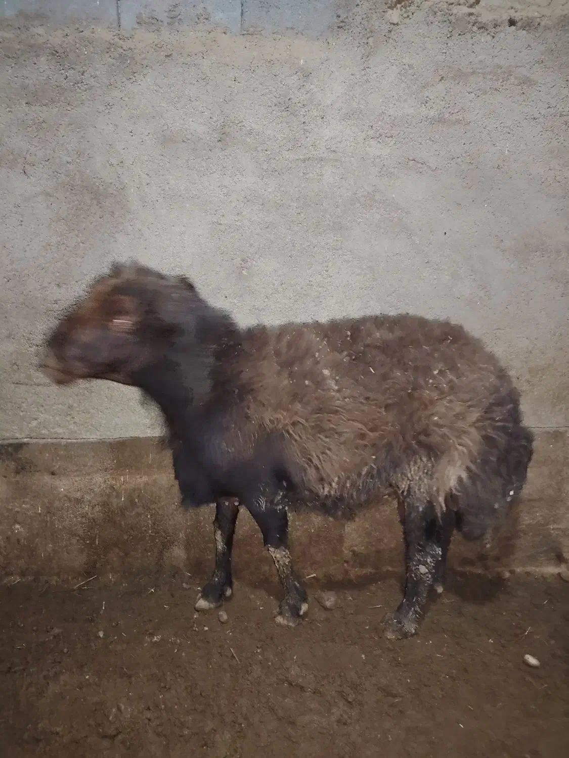 قوچ هترو|حیوانات مزرعه|چناران, |دیوار