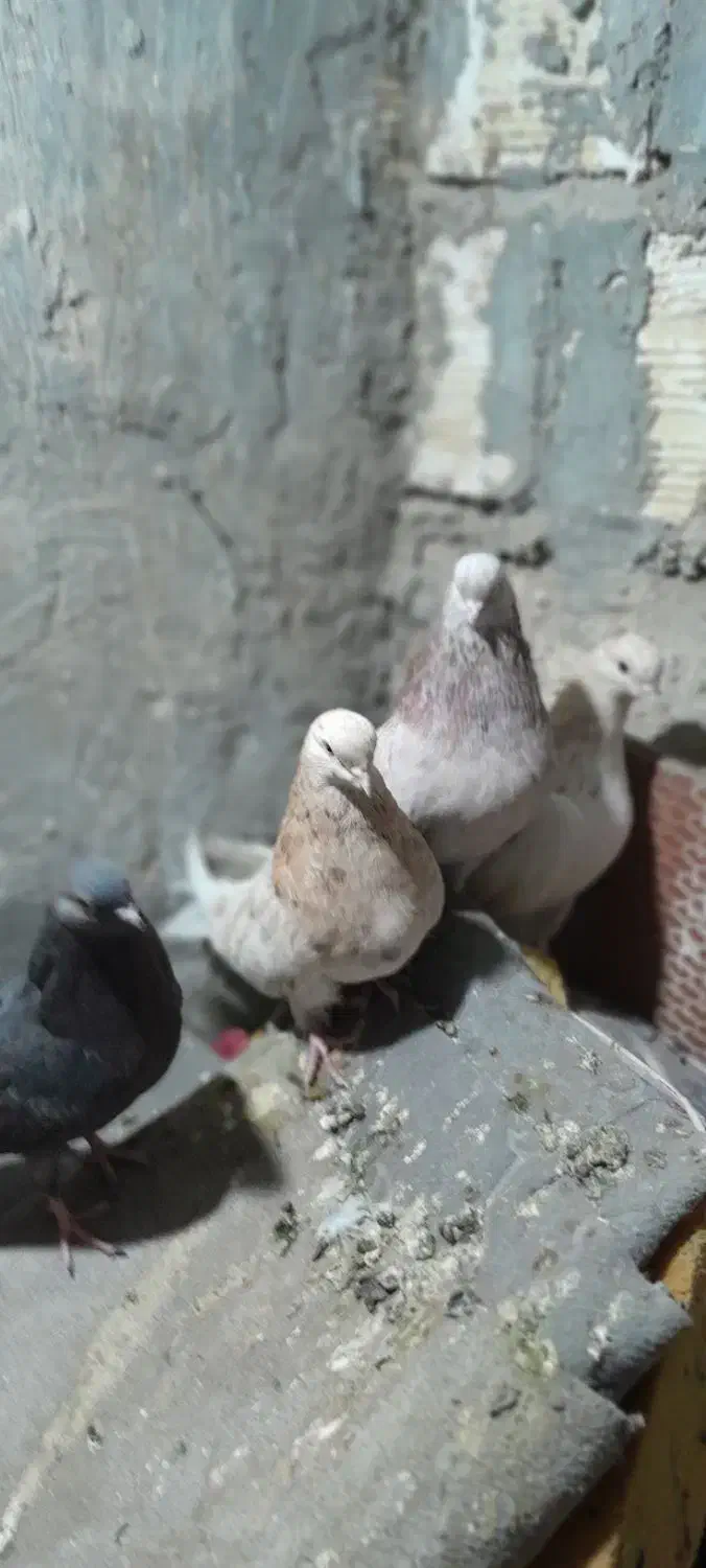 ۴تا کفتر  زینتی سرور|پرنده|نسیمشهر, |دیوار