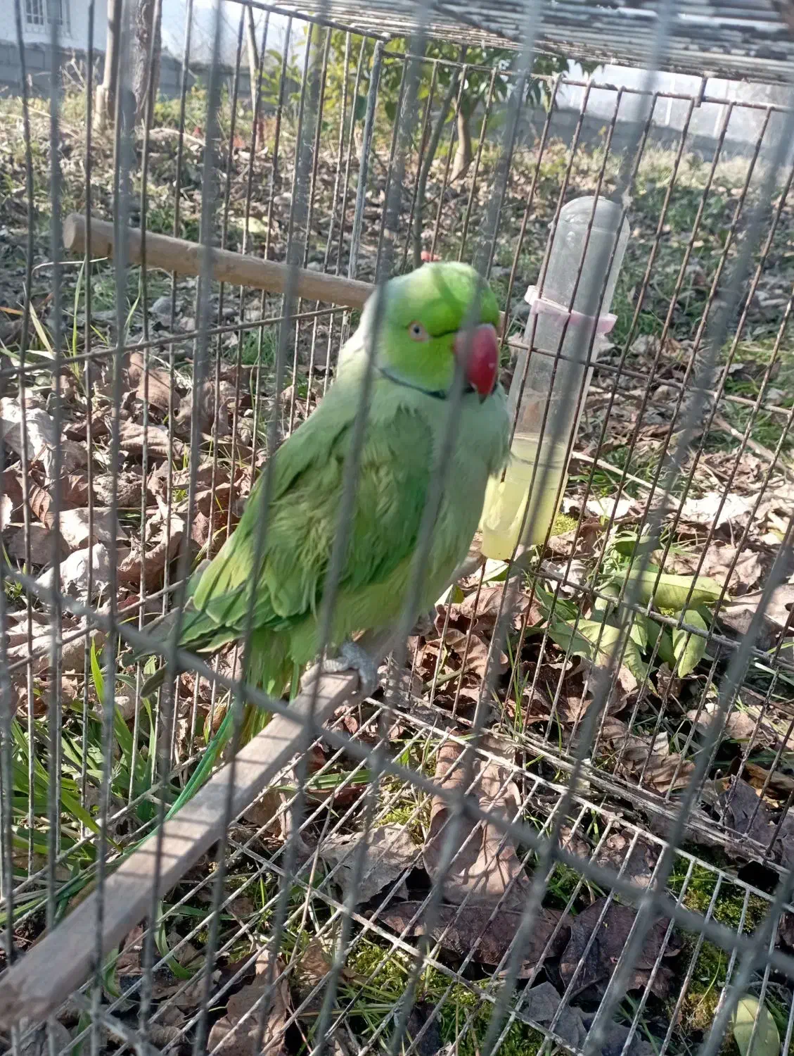 پرنده|پرنده|ساری, |دیوار