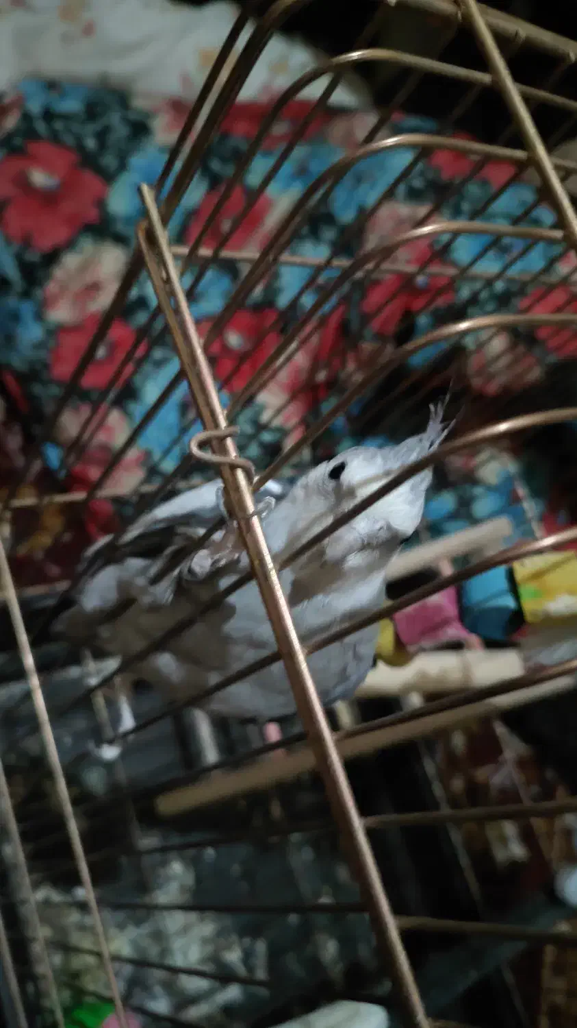 عروس هلندی دستی ۴یک جفت سر تخمن و|پرنده|خمک, |دیوار