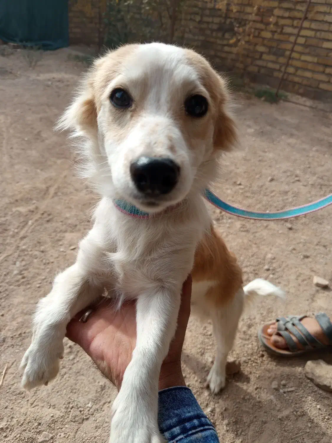 سگ پامر|سگ|اردکان, |دیوار