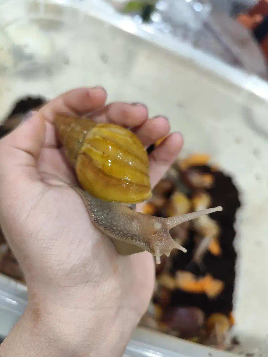 حلزون آلبینو|خزنده|شیراز, شهرک بزین|دیوار