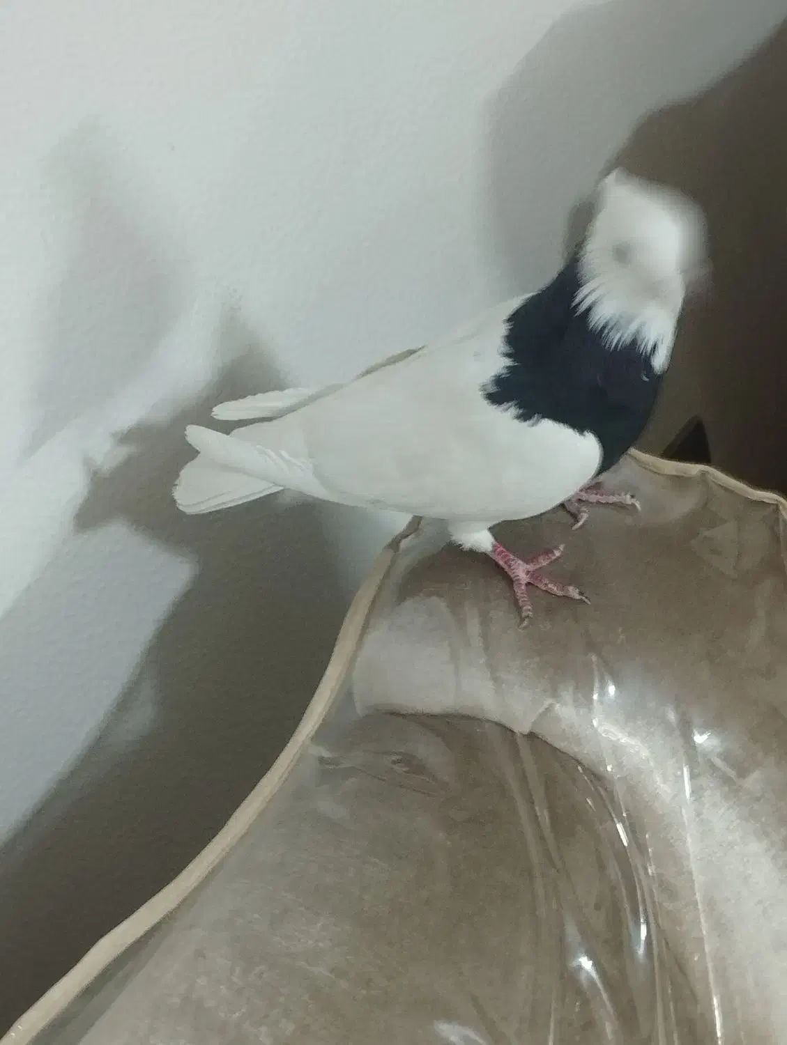 کفتر طوقی ماده|پرنده|شاهین‌شهر, فردوسی|دیوار