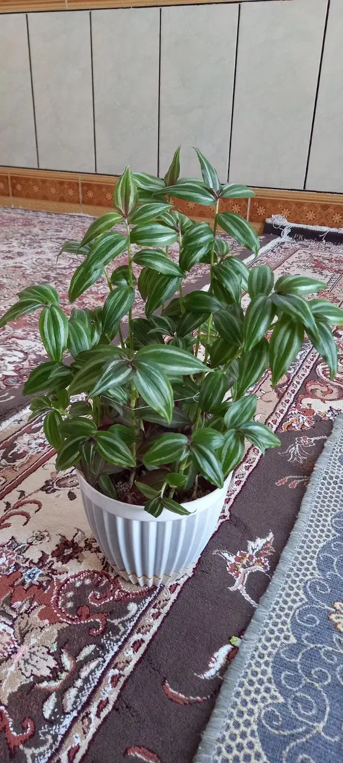 گل طبیعی|گل و گیاه طبیعی|سیلاخور, |دیوار