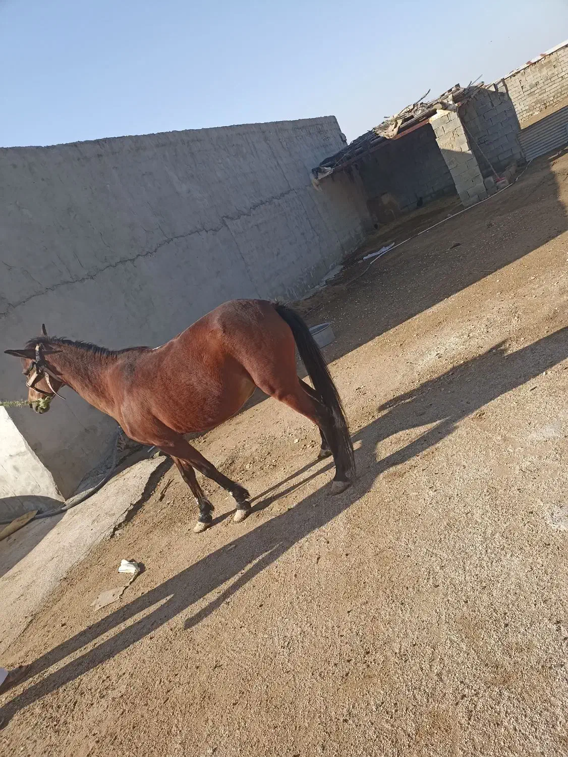 اسب|اسب و تجهیزات اسب‌سواری|کارون, |دیوار