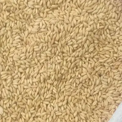 گندم|گل و گیاه طبیعی|کوهدشت, |دیوار