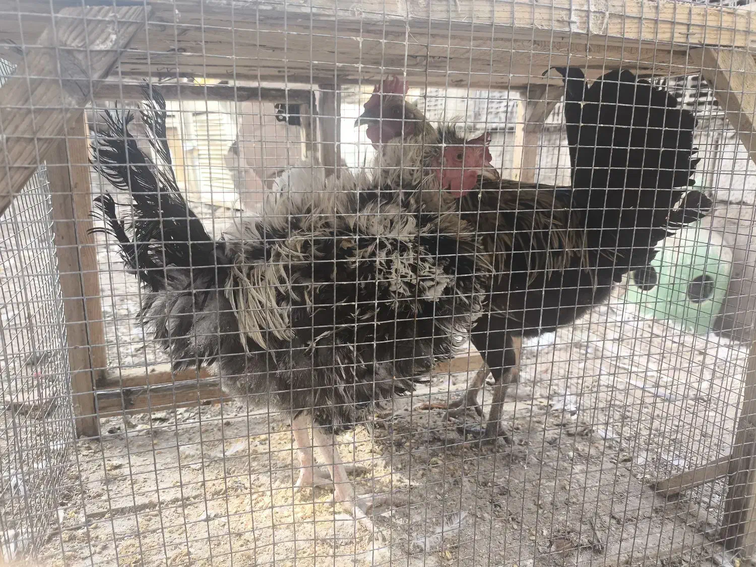 خروس،مرغ و بوقلمون محلی ضمانتی|حیوانات مزرعه|بم, |دیوار