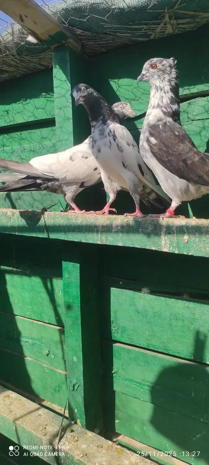 سه عدد حیوون درجه یک|پرنده|بندرعباس, |دیوار