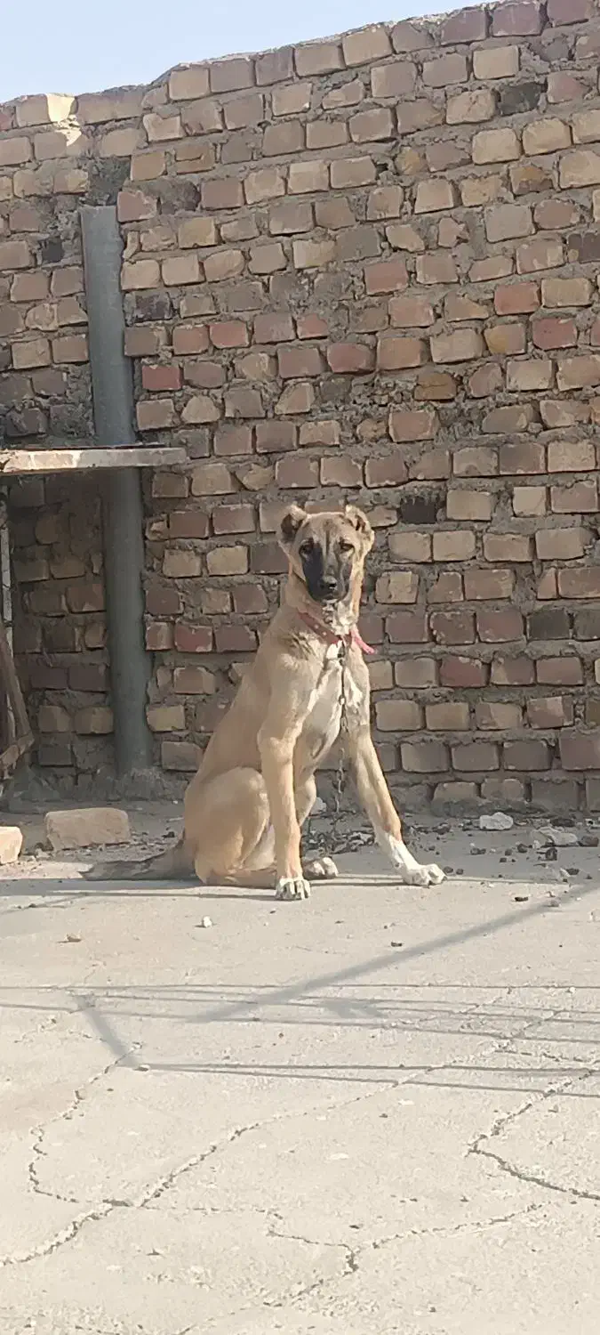 جفت توله سرابی|سگ|زابل, |دیوار