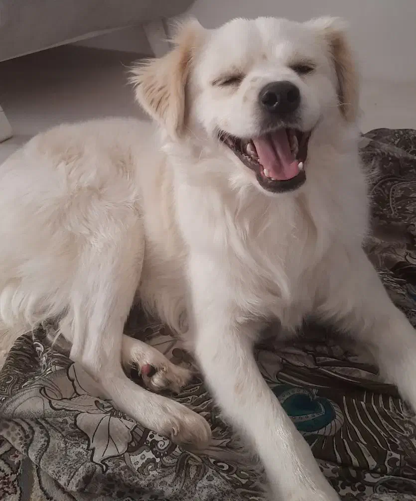 واگذاری پامراشپیتز|سگ|هشتگرد, هشتگرد قدیم|دیوار