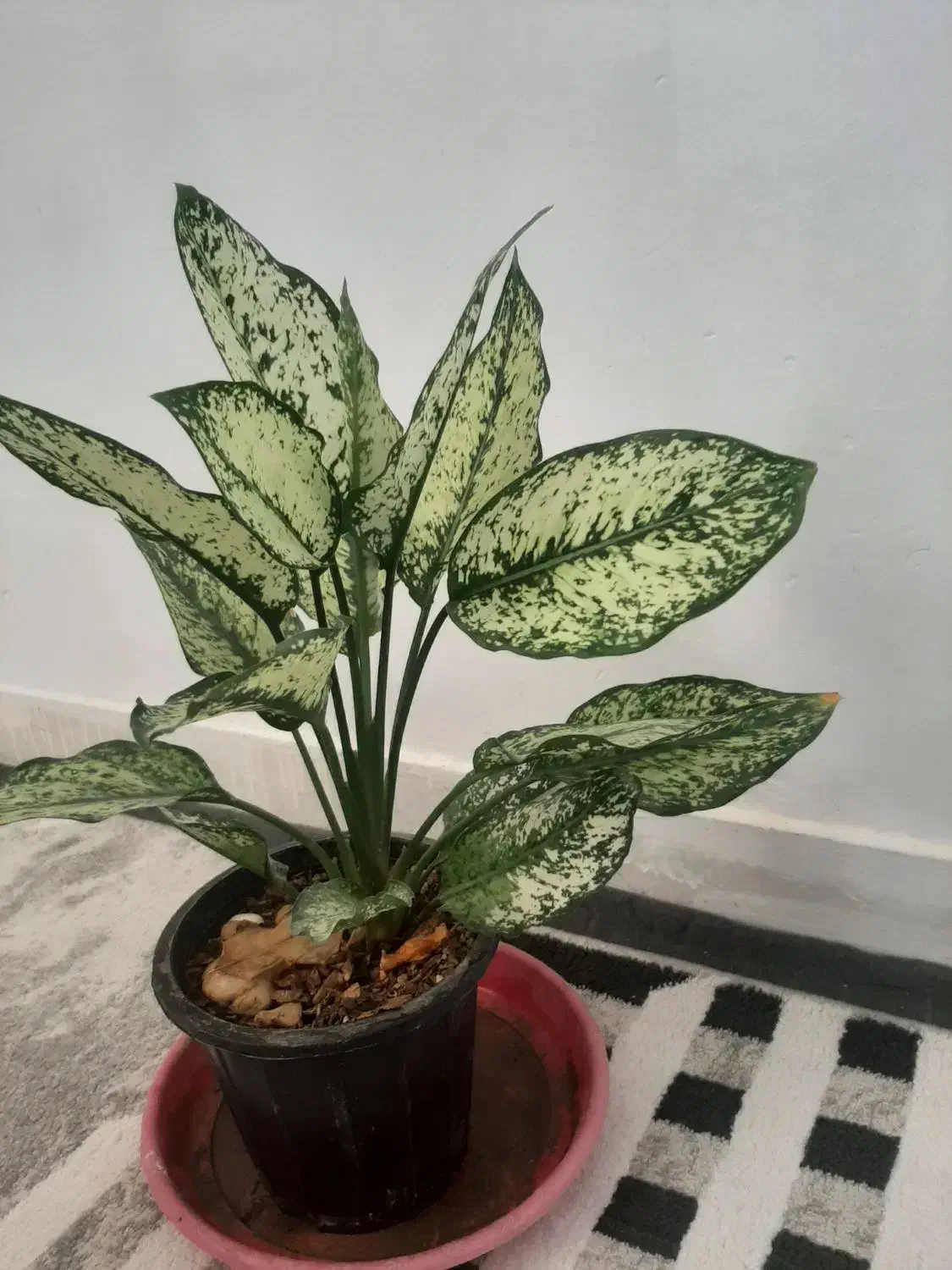 ۶۰۰ هزار تومان|گل و گیاه طبیعی|بیستون, |دیوار