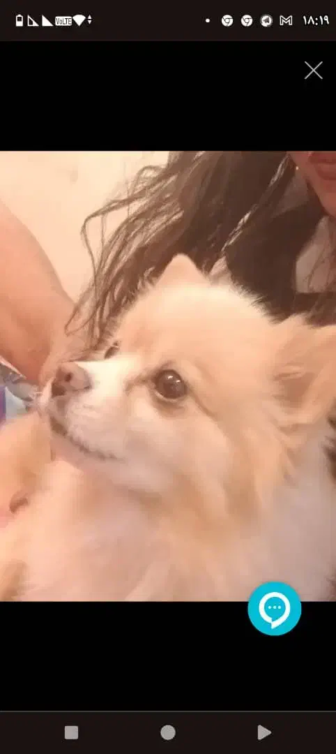 کرم کاراملی بنام  سایا|سگ|تهران, حشمتیه|دیوار