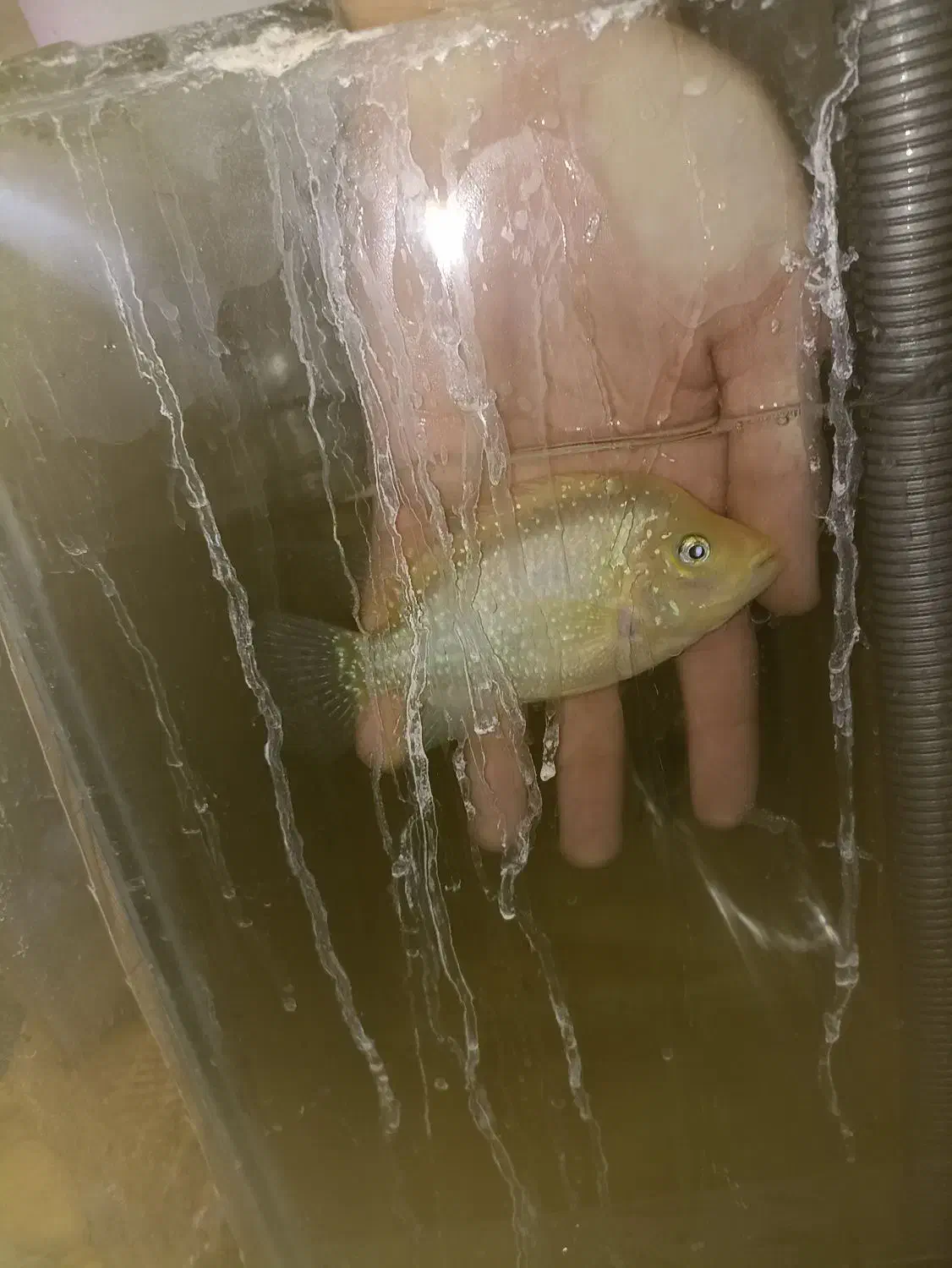 فلاور|ماهی|اهواز, کمپلو جنوبی|دیوار