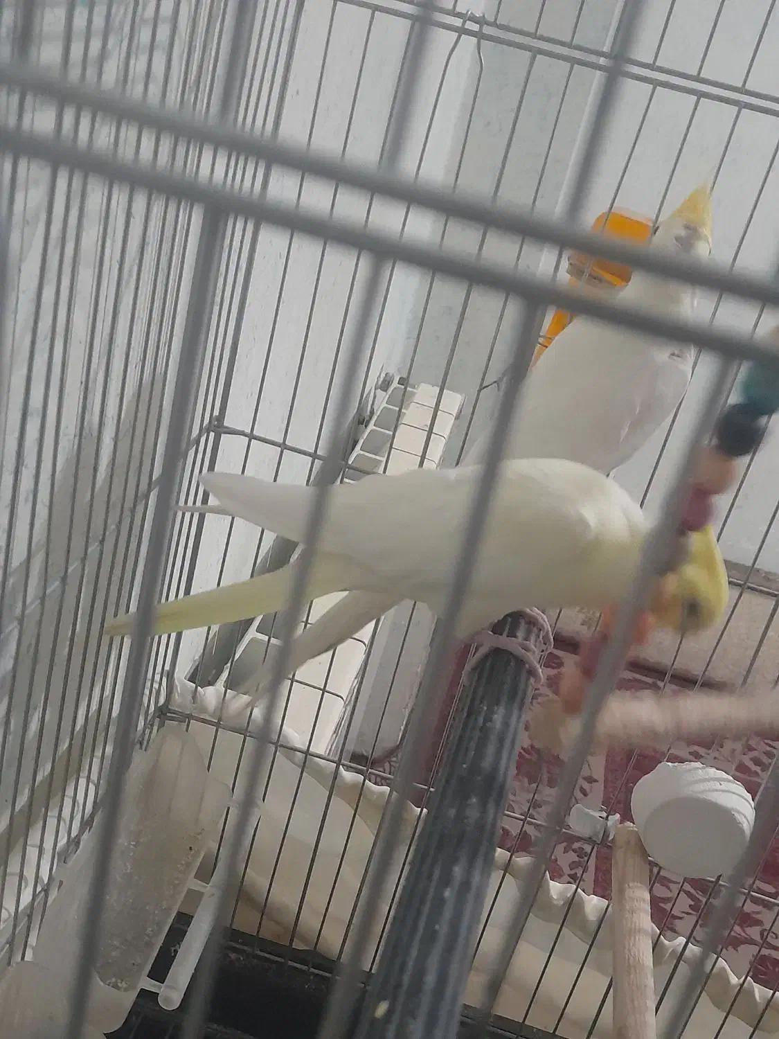 عروس هلندی مولد|پرنده|فولادشهر, مسکن مهر فولادشهر|دیوار