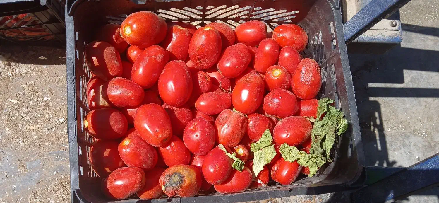 میوه و سبزیجات مجالس|حراج|اصفهان, ارغوانیه|دیوار