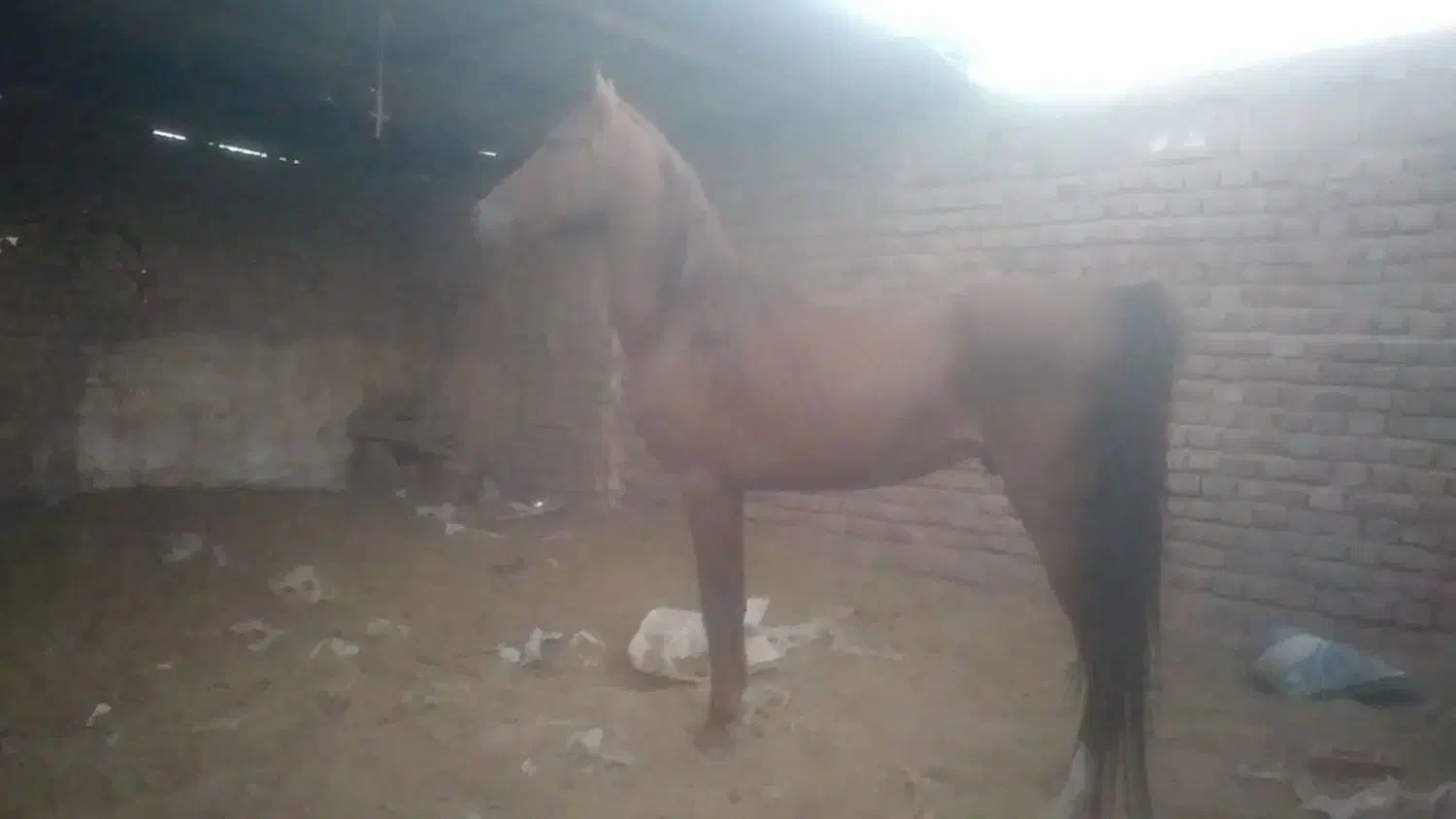 اسب|اسب و تجهیزات اسبسواری|چترود, |دیوار