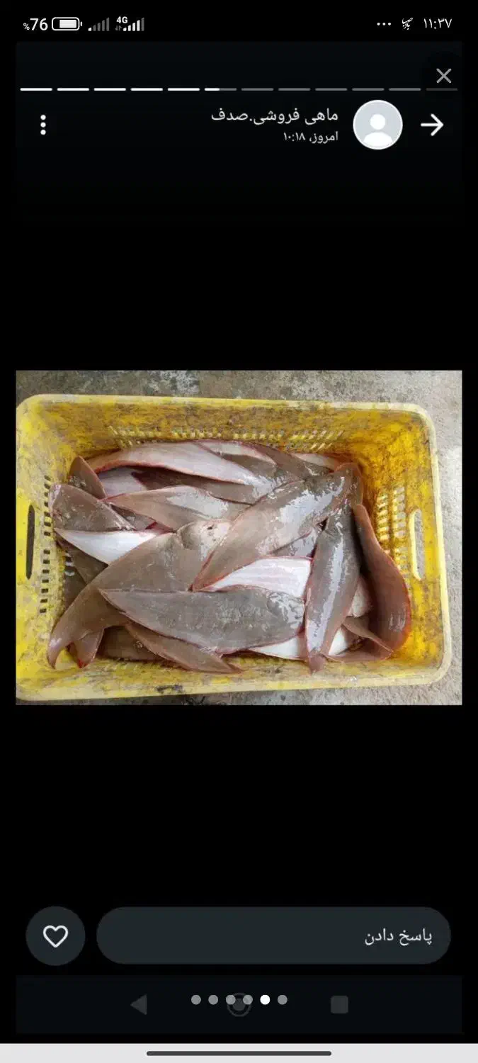 ماهی|ماهی|قشم, |دیوار